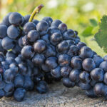The most famous grape varieties of Australian wines